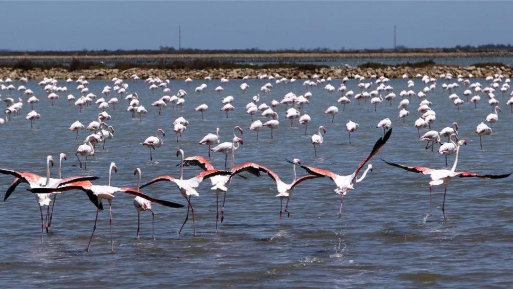 L'Etoile De Mer Sète Kültér fotó